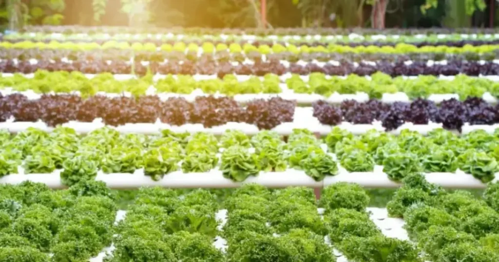 Hydroponic Farming Project