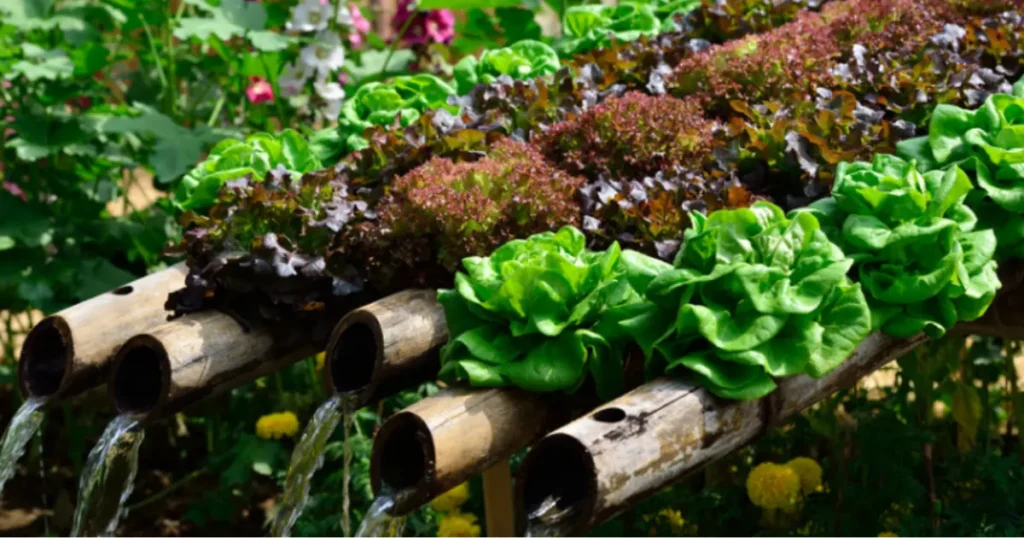 DIY Hydroponic System