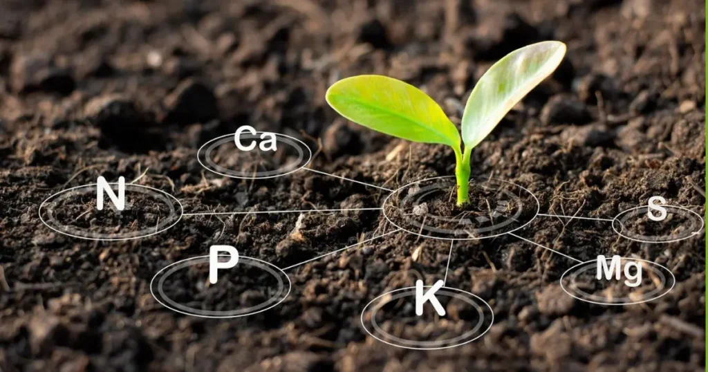 Nutrients: The Essential Nutrition Used in Powerful Hydroponic Systems