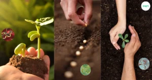 Bacteria: The Remarkable Role of Microbes for Growing Plants in Hydroponics