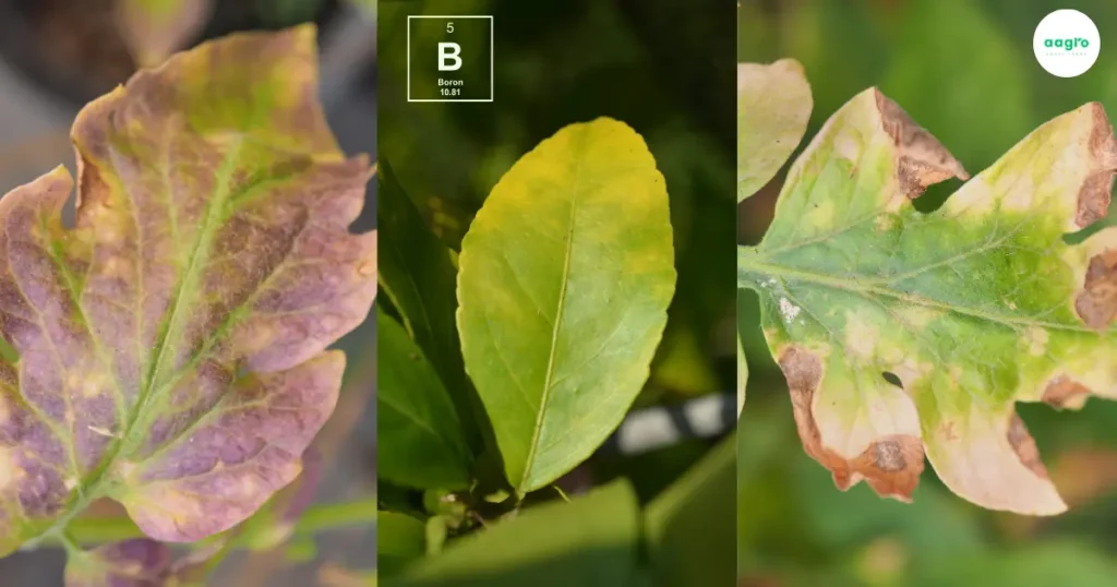 Boron: The Astonishing Importance for Plants Growing in Hydroponics