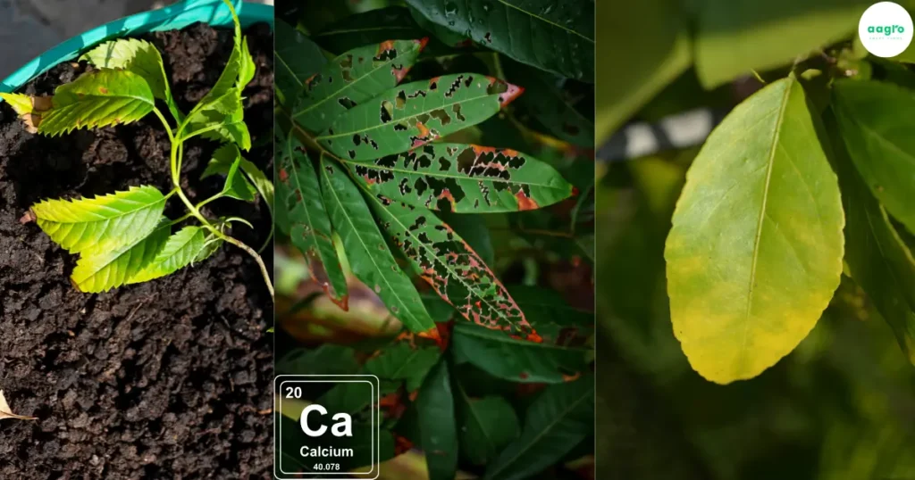 Calcium The Critical Importance for Thriving Hydroponic Plants