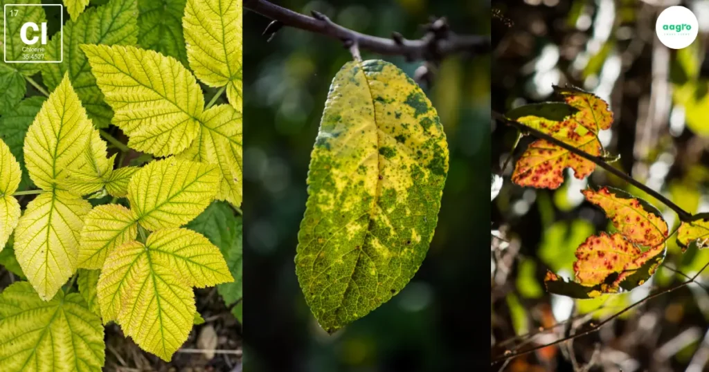 Chlorine: The Incredible Key to Thriving Hydroponic Plants