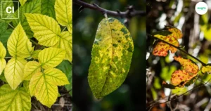 Chlorine: The Incredible Key to Thriving Hydroponic Plants
