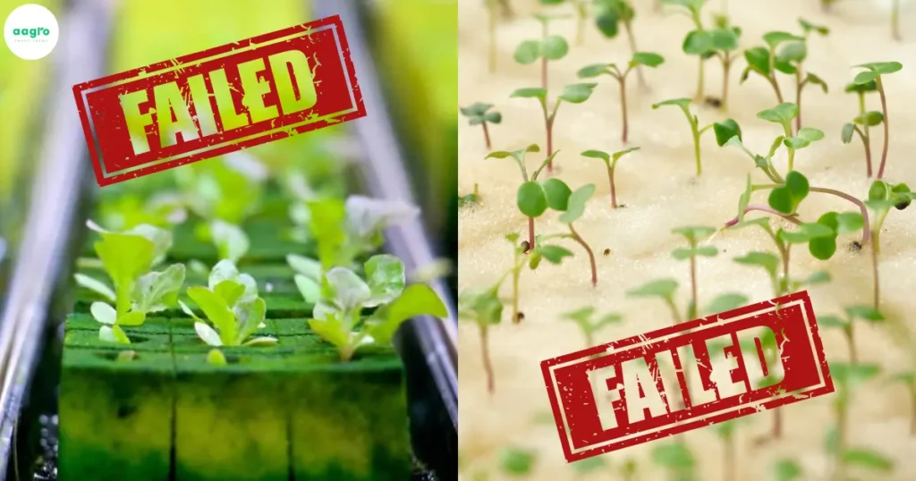 Hydroponics: The Rookie Mistakes of Growing Plants