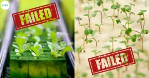Hydroponics: The Rookie Mistakes of Growing Plants