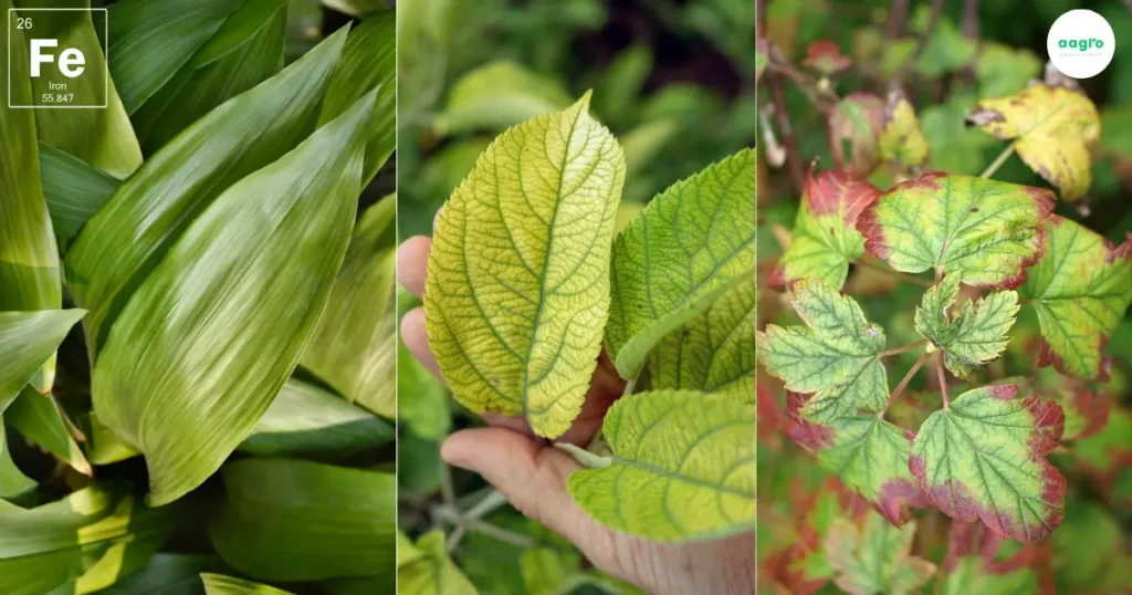 Iron: The Crucial Role of Iron in Hydroponic Plant Growth