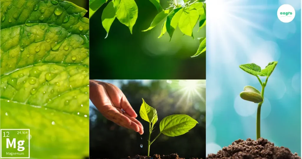 Magnesium The Crucial Role for Thriving Hydroponic Plants