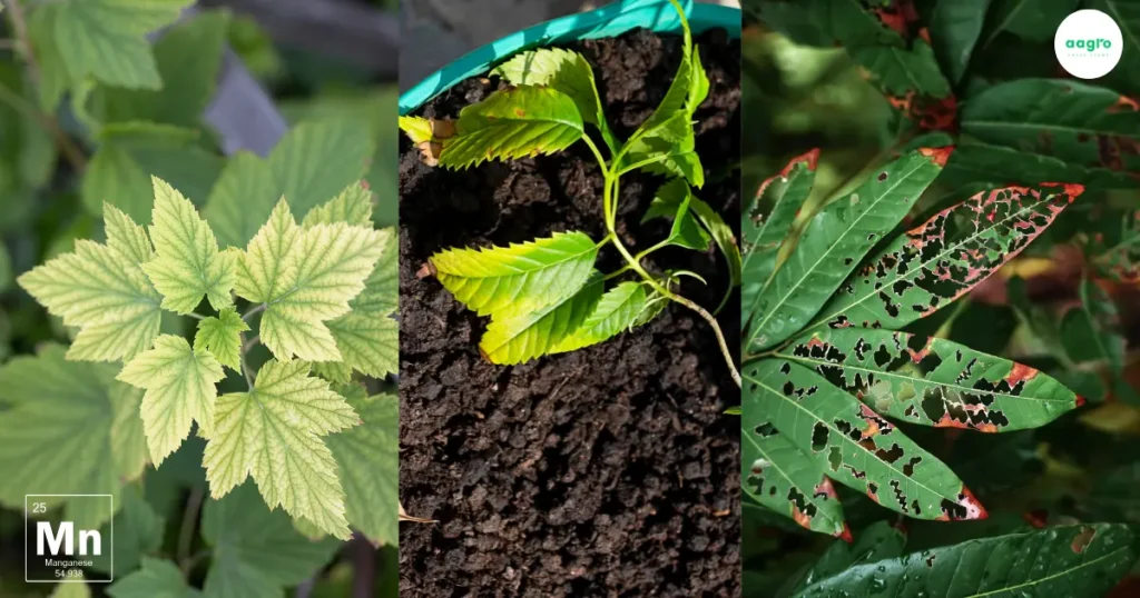 Manganese: Essential role for Hydroponic Plant Growth