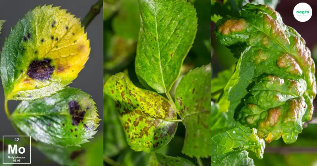 Molybdenum: Astonishing Importance for Hydroponic Plant Growth