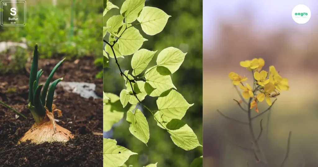 Sulfur The Vital Key to Thriving Hydroponic Plant Growth