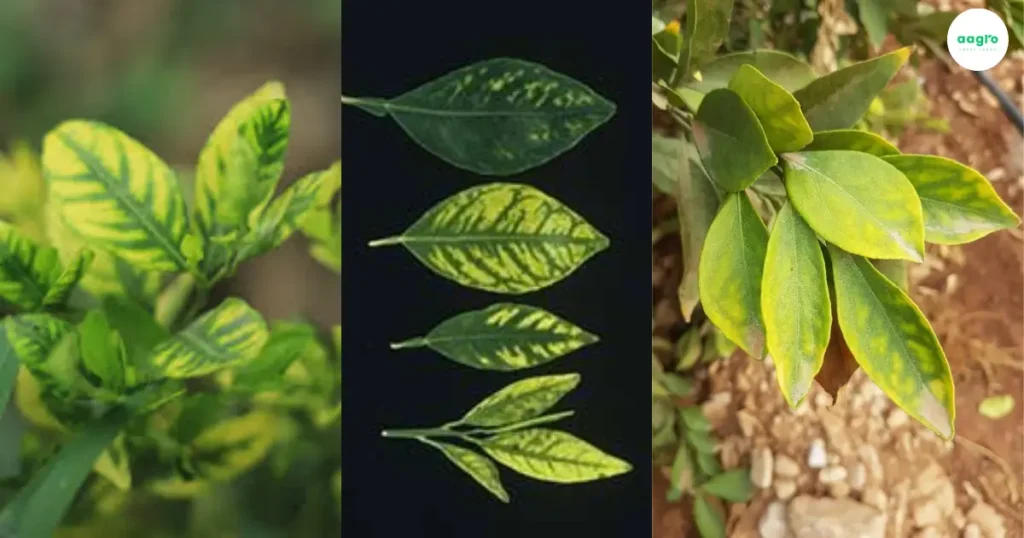 Zinc: The Powerful Secret to Hydroponic Plant Growth