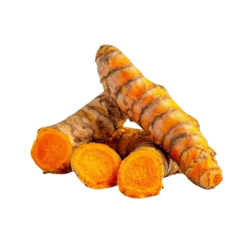 Fresh turmeric rhizomes